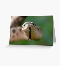 Forked Tongue Greeting Card