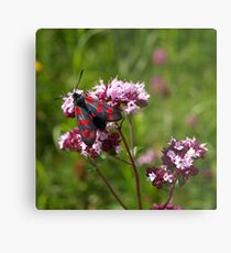 Black & Red (Six-spot Burnet). Metal Print