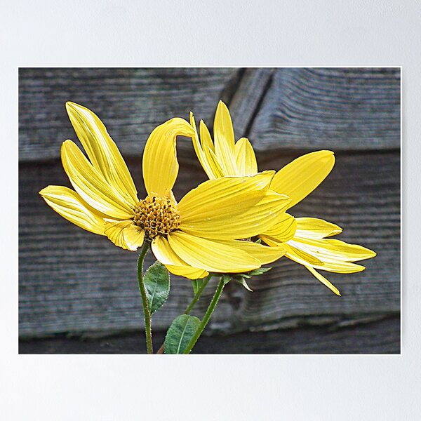 Item preview, Yellow Daises designed and sold by lynn carter.