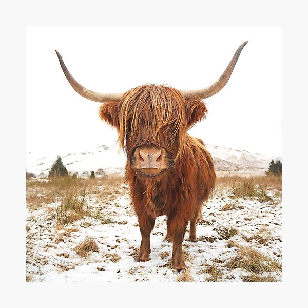 Highland Cow Colour Photographic Print