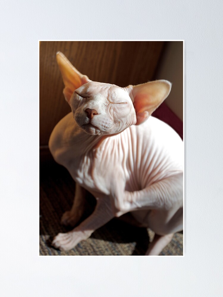 Pretty Ugly Poster By Glennis Redbubble