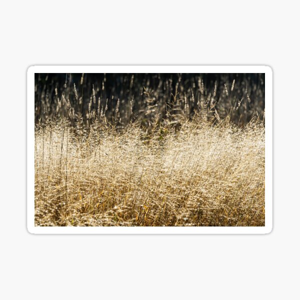 Sunlit Wild Grass Sticker