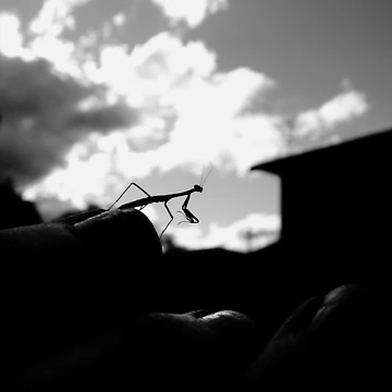 Artwork thumbnail, Mantis by ScarySherys