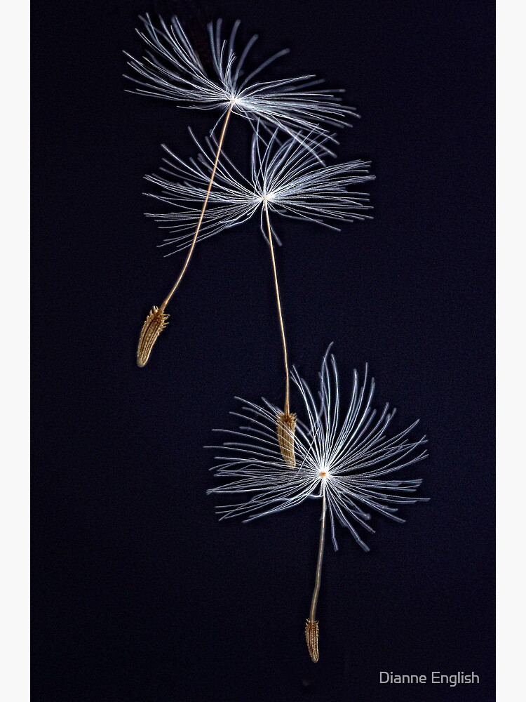 The Three Ballerinas by Dance