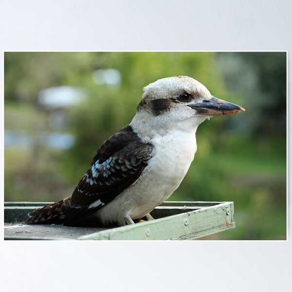 Aperçu de l'œuvre Kookaburra at Wye River créée et vendue par kitkat73.