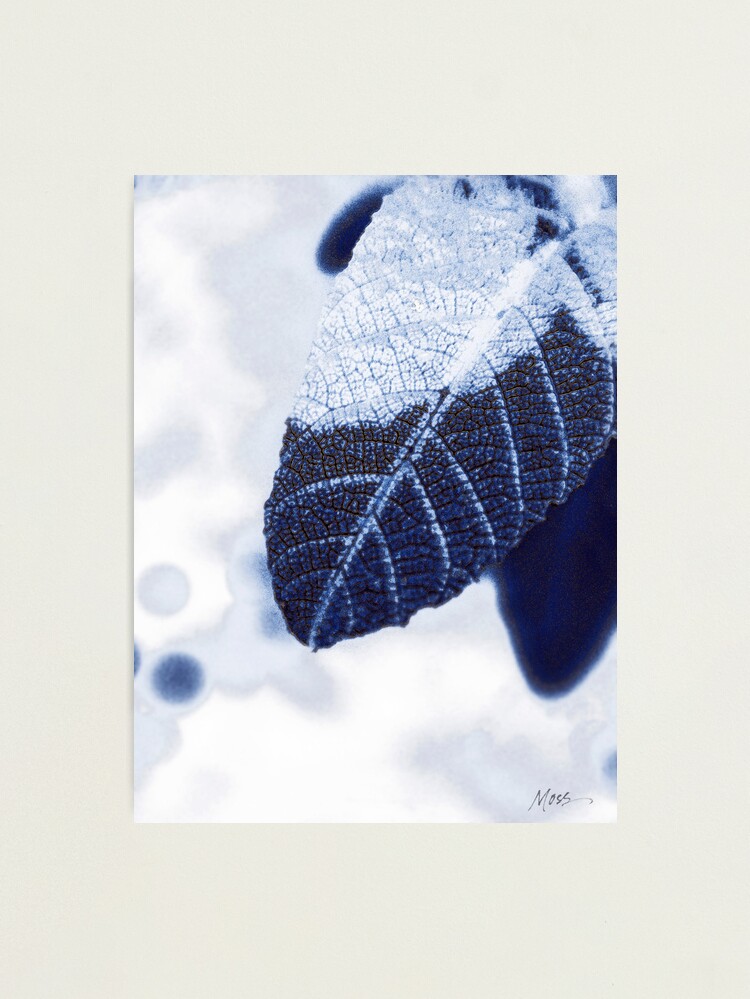 Alternate view of Chilly In Blue Photographic Print
