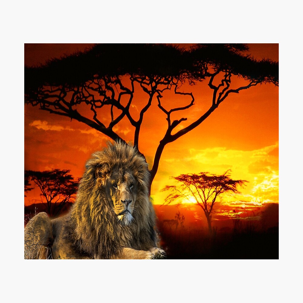 lion sunset painting