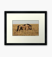 Blondie Framed Print