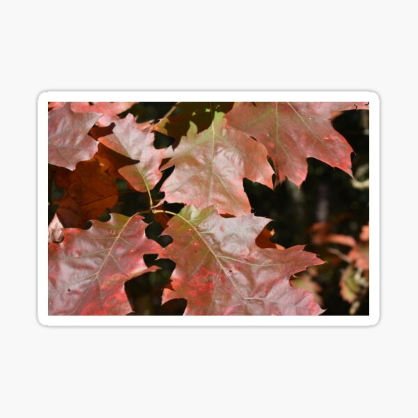 Item preview, Autumn leaf designed and sold by HadesG8.