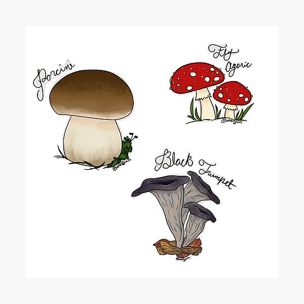 Fashion Printed T-Shirts Group of Decorative Colorful Mushrooms Boletus Fungus F