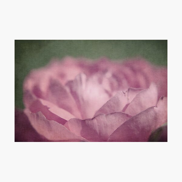 antique pink Photographic Print