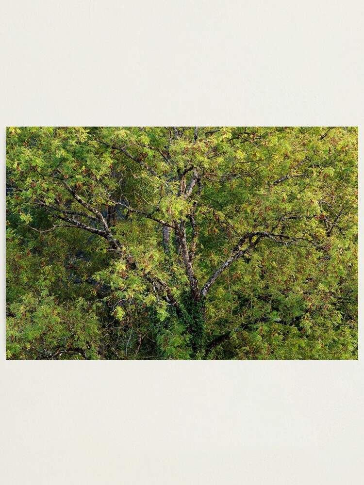 Alternate view of One tree with branches and leaves Photographic Print