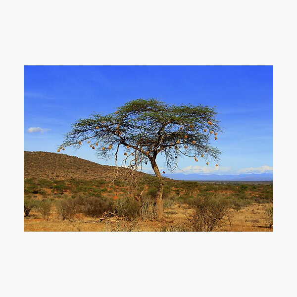 Item preview, Africa Continues - Acacia Tree designed and sold by Sally Haldane.