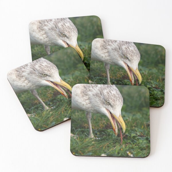Item preview, Herring gull catching earthworms designed and sold by GreyFeatherPhot.