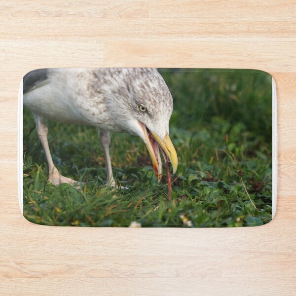 Item preview, Herring gull catching earthworms designed and sold by GreyFeatherPhot.