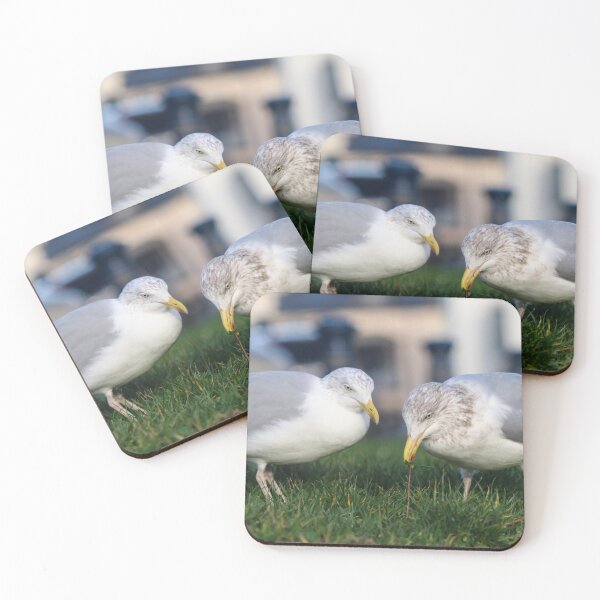 Item preview, Hunting herring gulls designed and sold by GreyFeatherPhot.