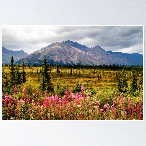Summer Fireweed Along the Denali Highway Poster