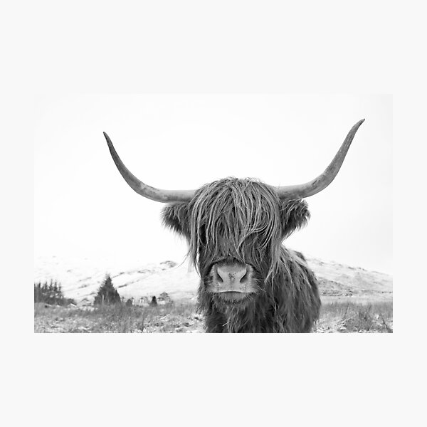 Highland Cow Photographic Print