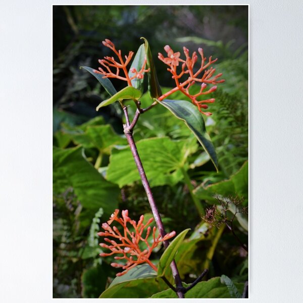 Item preview, coral plant designed and sold by Angel35.