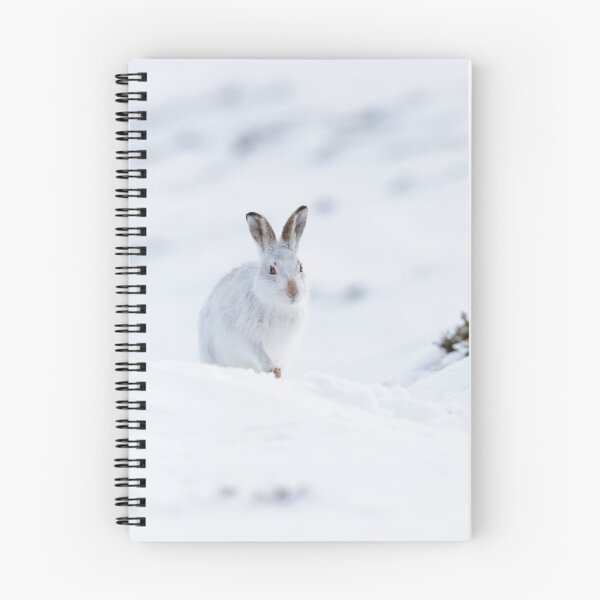 Item preview, white mountain hare designed and sold by chanonry.