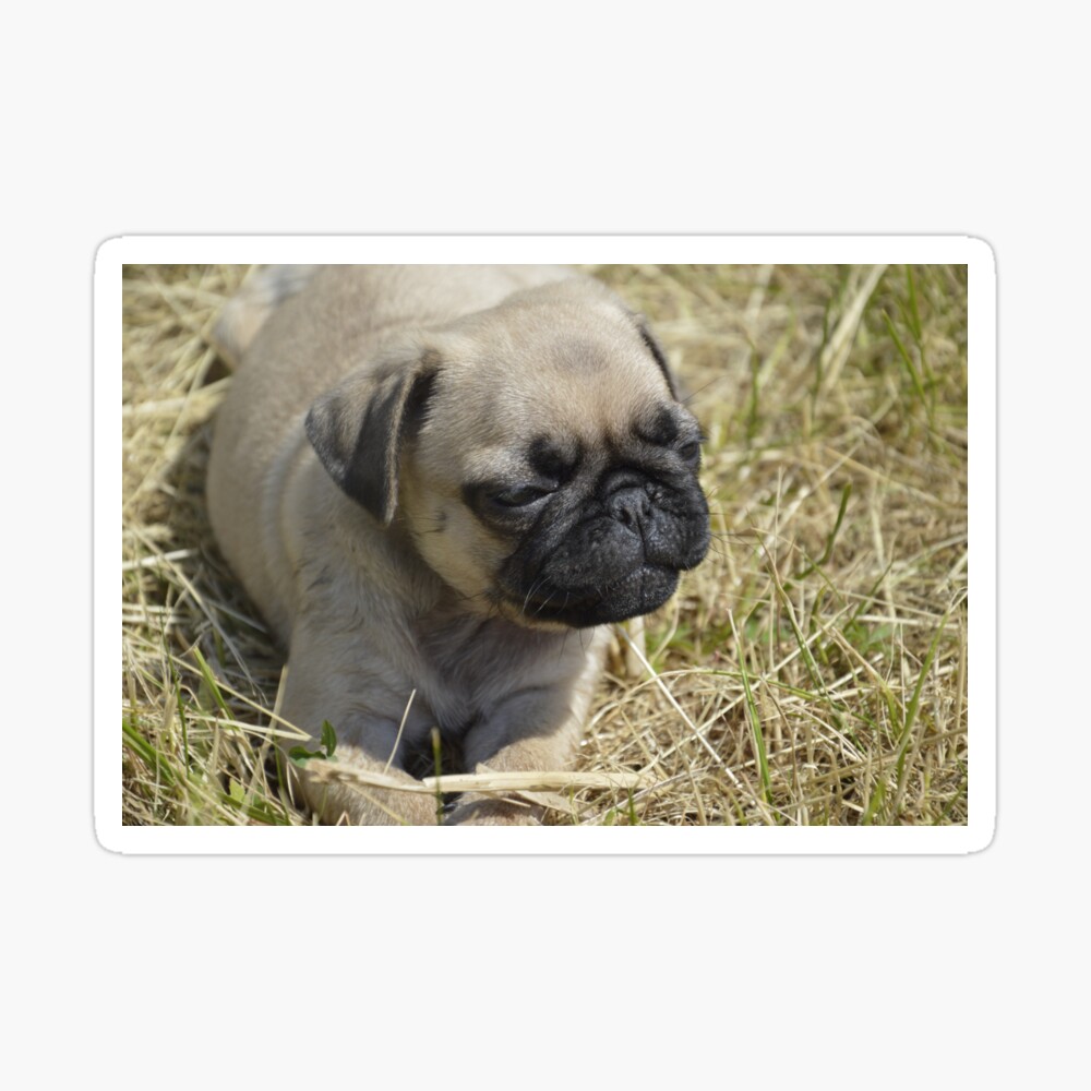 a little pug