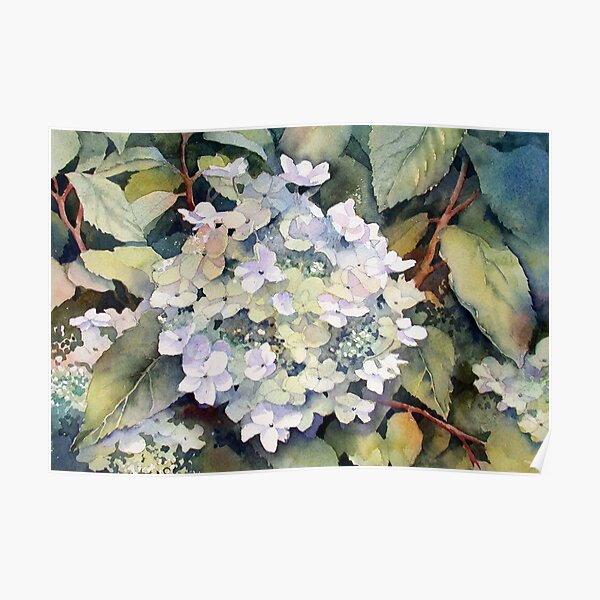 White Hydrangea Poster