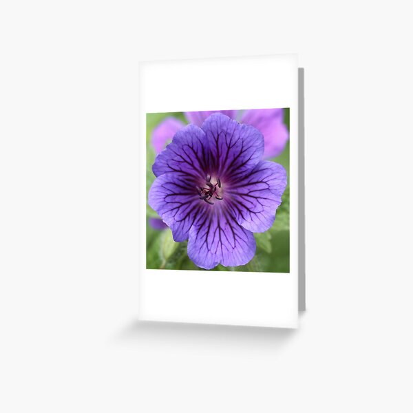 Cranesbill Greeting Card