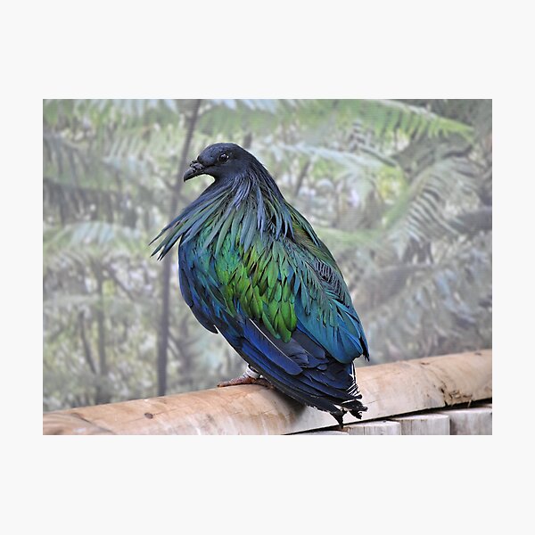 Item preview, Nicobar Pigeon designed and sold by Dorothy Thomson.