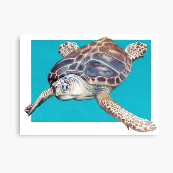 Loggerhead Sea Turtle Art by Artist Sherrie Spencer Canvas Print