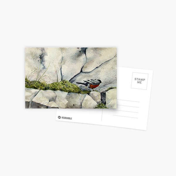 Racing Robin Postcard