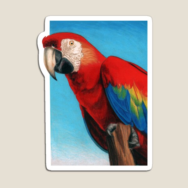 Scarlet Macaw art by Artist Sherrie Spencer Magnet