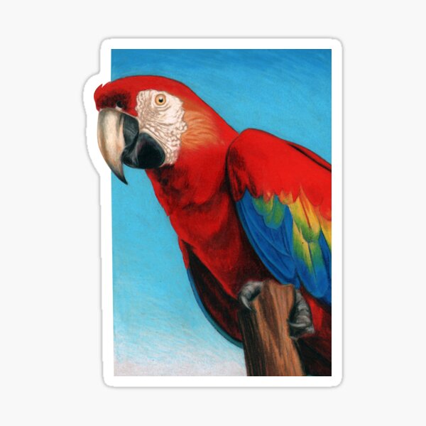 Scarlet Macaw art by Artist Sherrie Spencer Sticker