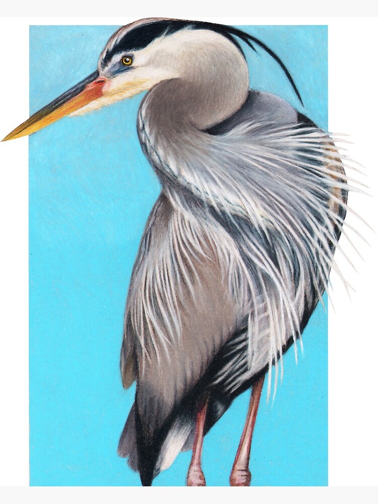 Great Blue Heron art by Wildlife Artist Sherrie Spencer by serrynawolfe