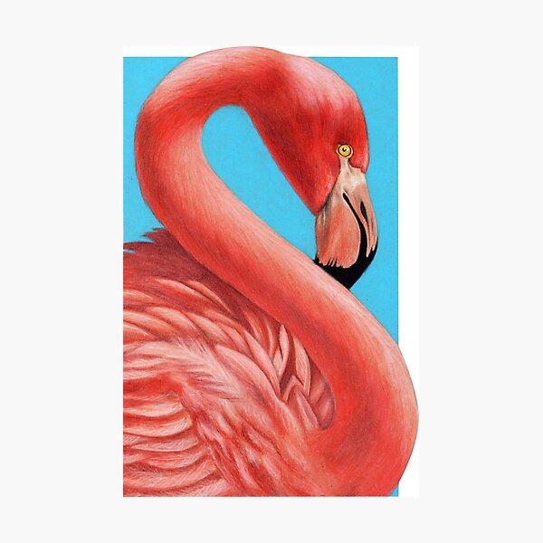Flamingo art by Wildlife Artist Sherrie Spencer Photographic Print