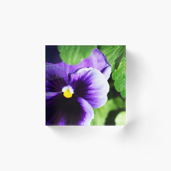 Perky Purple Pansy Acrylic Block