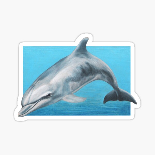 Dolphin art by Wildlife Artist Sherrie Spencer Sticker