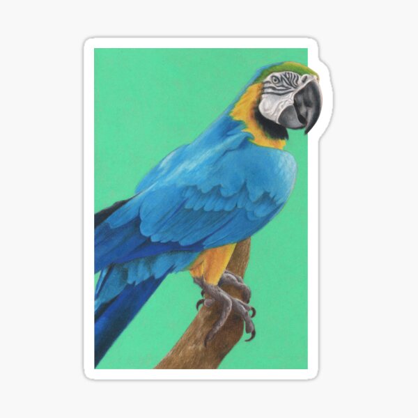 Blue and Gold Macaw art by Wildlife Artist Sherrie Spencer Sticker