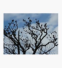 One Day I'll Fly Away Photographic Print