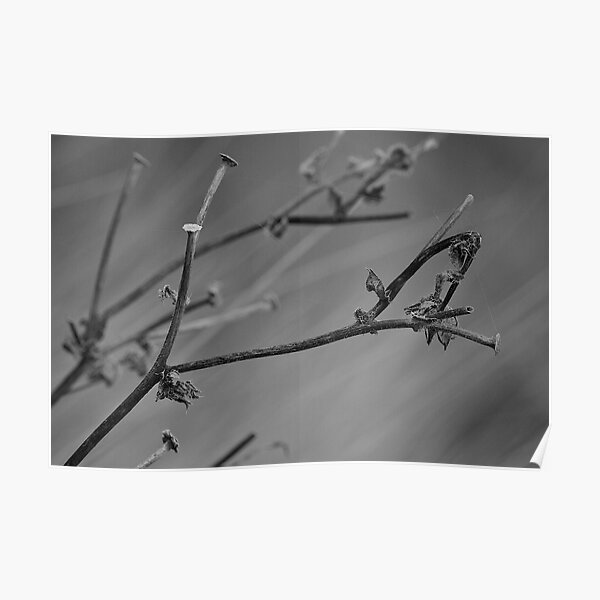 Twig in Black and White Poster