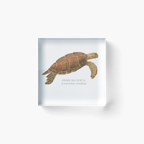 Item preview, Green Sea Turtle (Chelonia mydas)  by Chrissy Wild designed and sold by ChrissyWild.