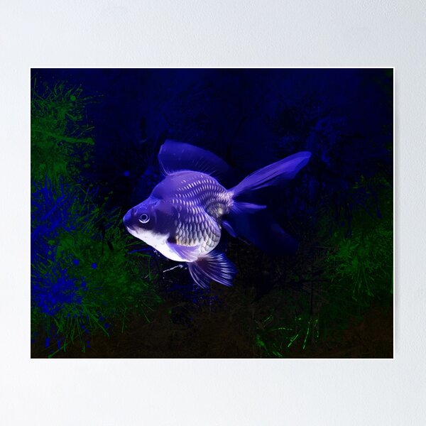 Calico Fantail Goldfish For Sale - Small