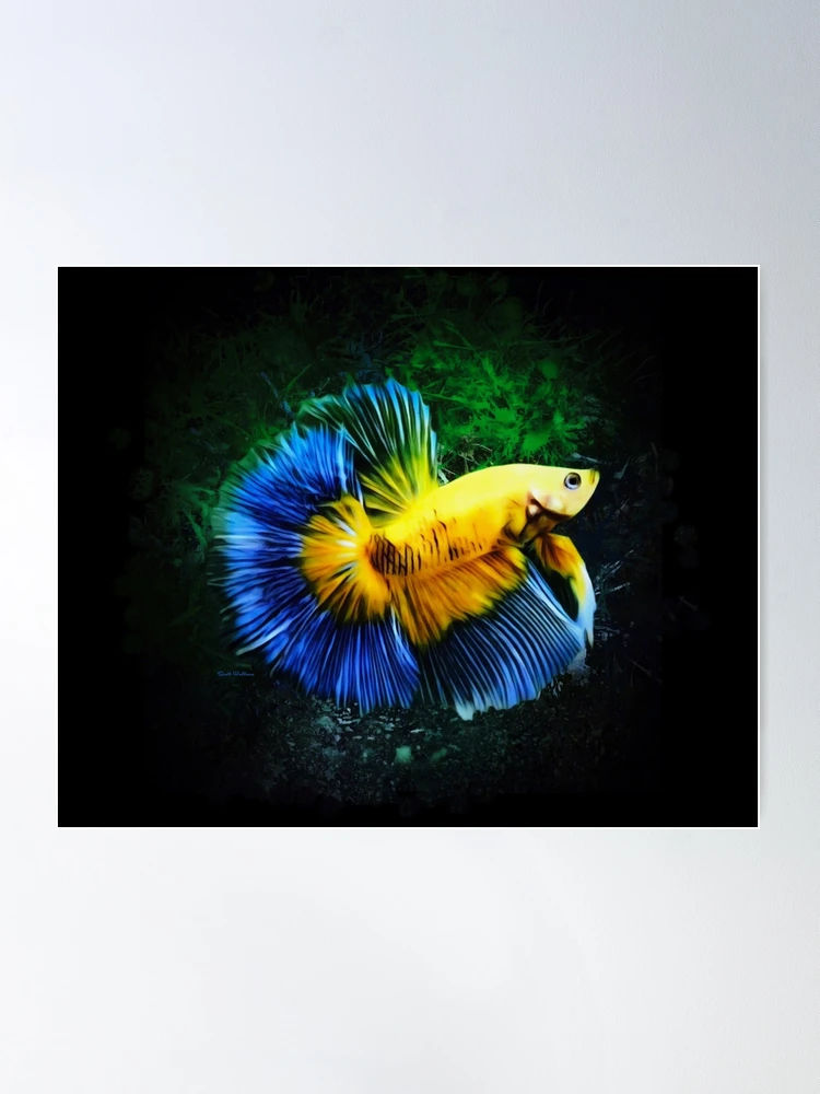 Blue Orange Beta Fish Poster - Jeff Fried Content Strategy: Photo