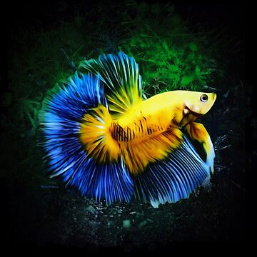 A Bright Yellow Betta Fish With Blue Fins Mounted Print for Sale