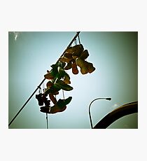 Sneakers Hanging On A Wire Photographic Print