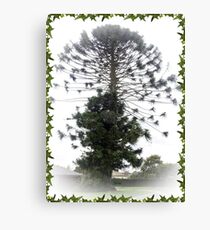 Bunya Nut Pine Tree - Drouin, Gippsland Canvas Print