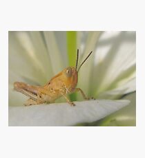 I See You Too ! Photographic Print