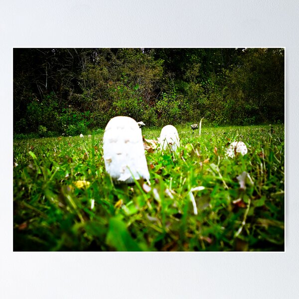 Item preview, Toad Stools growing in a field designed and sold by mdkgraphics.