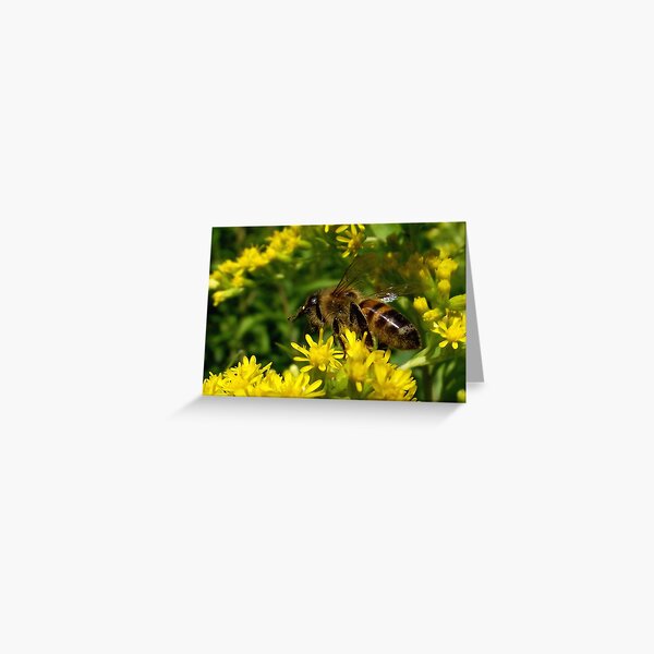 Bee Greeting Card