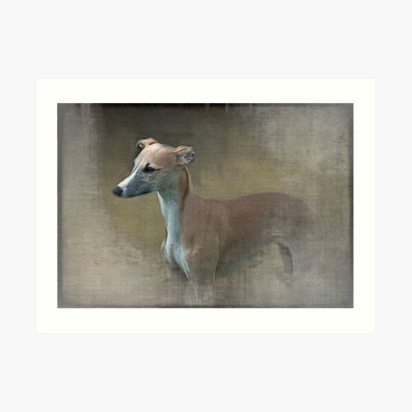 The whippet Art Print