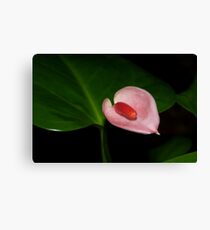 New anthurium Canvas Print